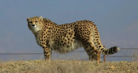 کمپین ایرانسل