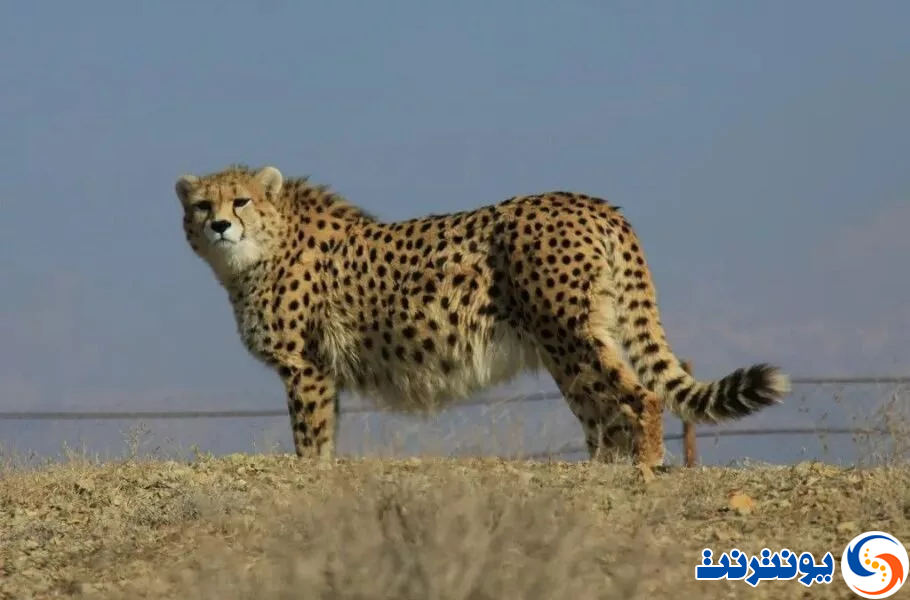 کمپین ایرانسل